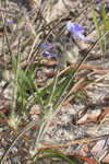 Hairyflower spiderwort